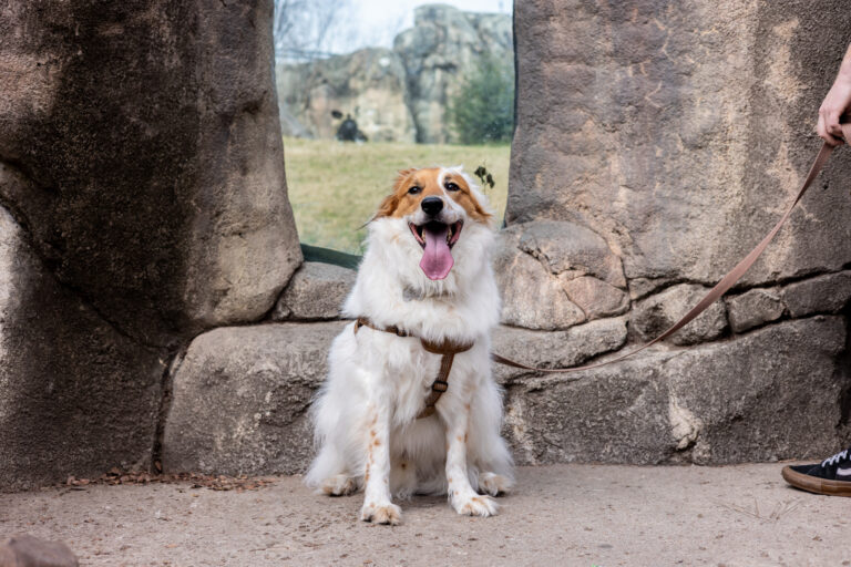 Dallas Zoo’s First Dog Days Event Sells Out, Draws Nearly 200 Canines
