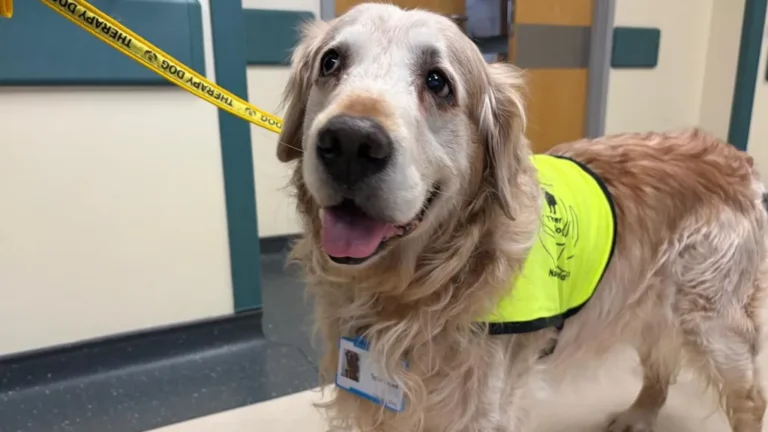Therapy Dog Spartacus Retires After a Decade of Service Comforting People
