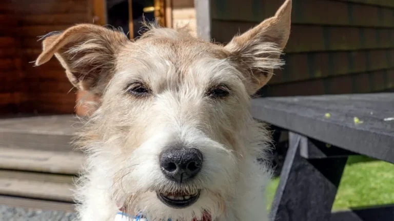 14-Year-Old Rescue Terrier Becomes First To Win a Hospitality Award