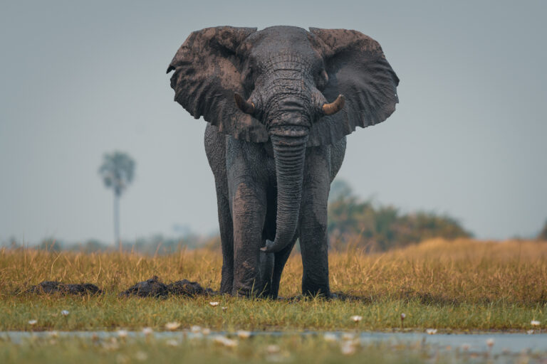 Angola’s Ghost Elephants Confirmed: Expedition Reveals Isolated Giants in Eastern Highlands