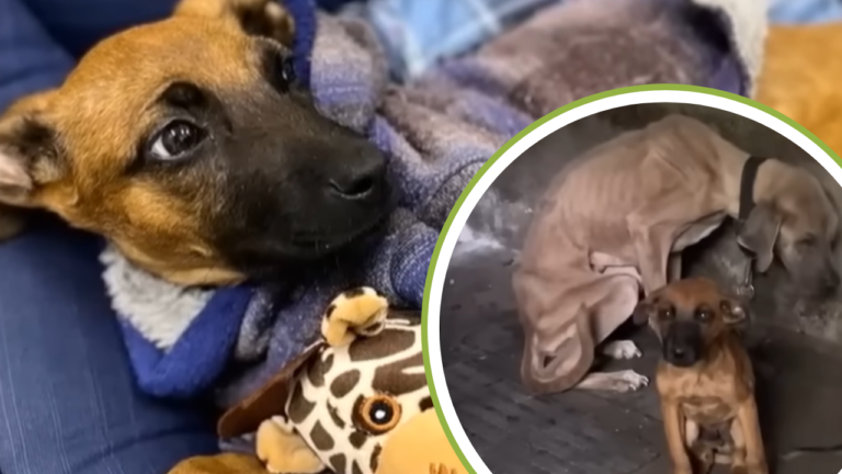 Frail Puppy Guards Starving Mother Who Breathed Her Last After Knowing He was Safe