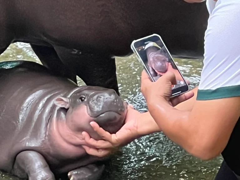 Man Climbs into Pygmy Hippo Moo Deng’s Enclosure, Gets Arrested: Luckily He Did Not Get Bitten