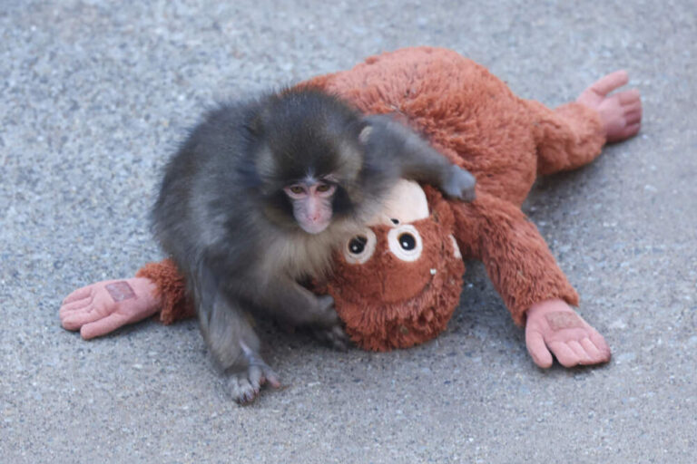 Viral Macaque Punch Turns IKEA Orangutan Plush into Worldwide Sensation