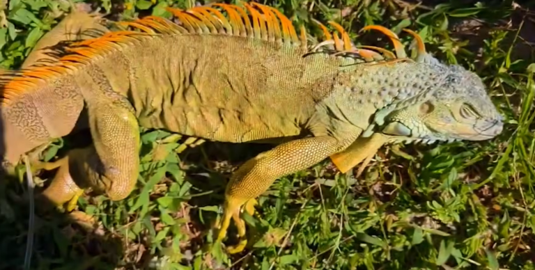 Woman Finds Frozen Iguana in Her Backyard and Rethinks What “Invasive” Means