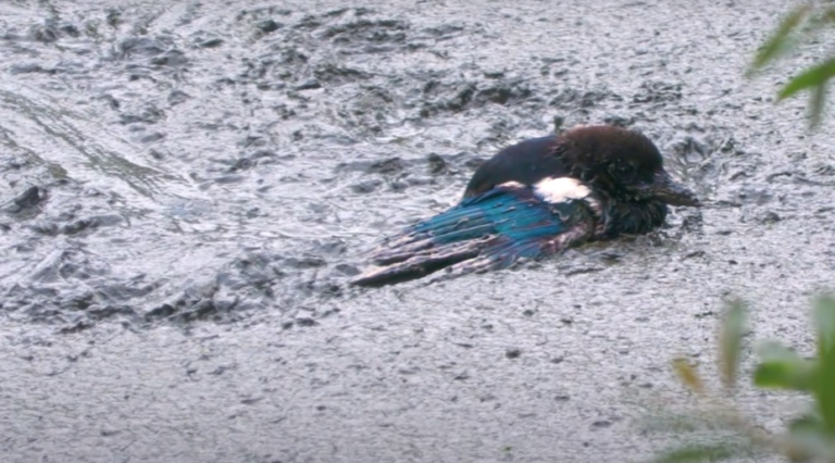 Wildlife Aid Rescuer Dives into Waist-Deep Mud for Dramatic Magpie Save