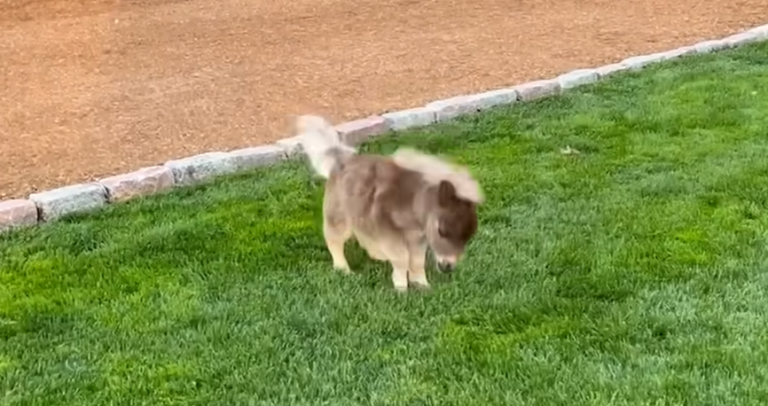 Tiny Mini Horse With Underbite Can’t Do Without His Golden Retriever Siblings