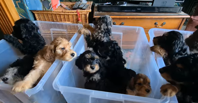 Dog Gives Birth to a Record-breaking Litter of 17 Irish Doodle Puppies