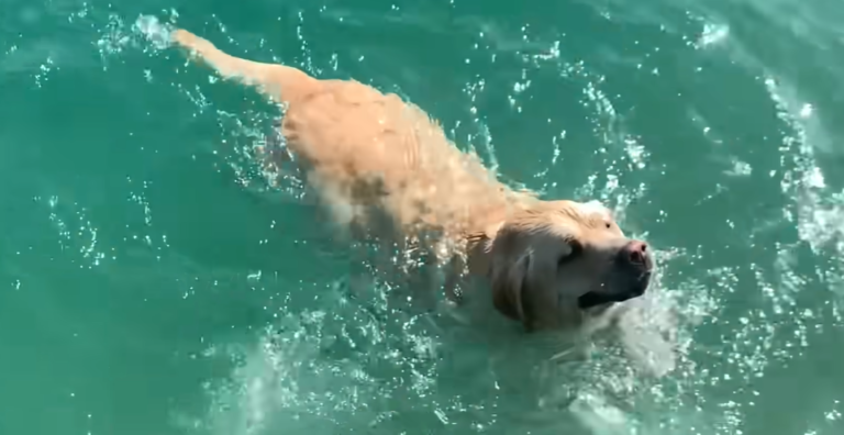 Rescue Lab’s Rock-Diving Obsession Transforms Foster Stint into Forever Home