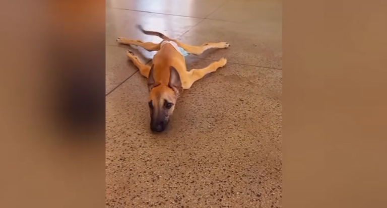 Unable to Walk and Called Useless For 4 Years, Dog Transforms to Tail Wagging Joyful Pup