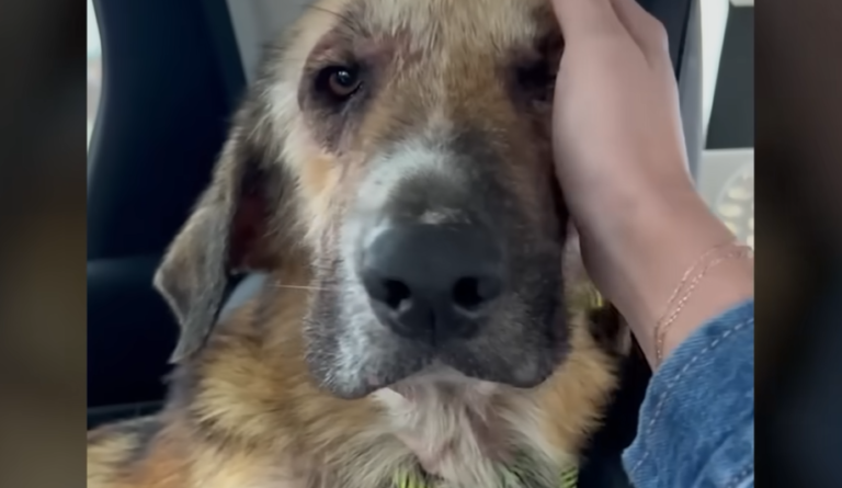 Stray Dog Attacked by Other Strays Melts into  Rescuer