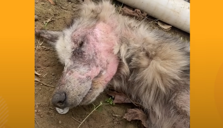 Starving Husky Defies Odds as Eyes Open to Reveal Mesmerizing Heterochromia