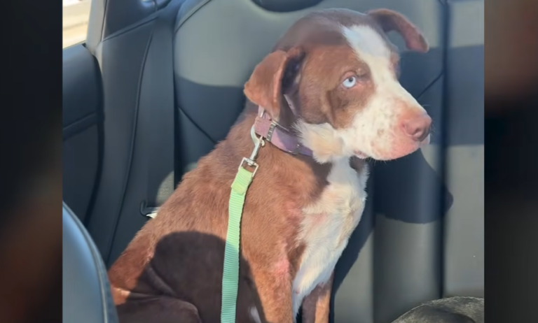 Injured Pit Bull and Her Puppies Rescued from Harsh Woods: Defying Odds with Unbreakable Spirit