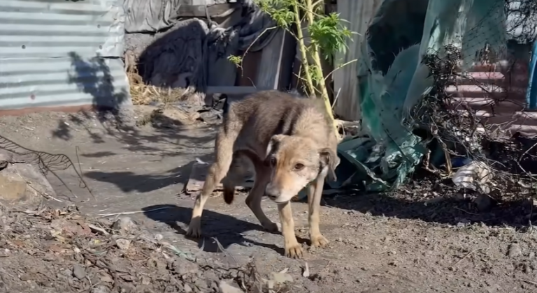Hurt By Kids, Skinny Senior Dog Just Needed Someone’s Love and Affection