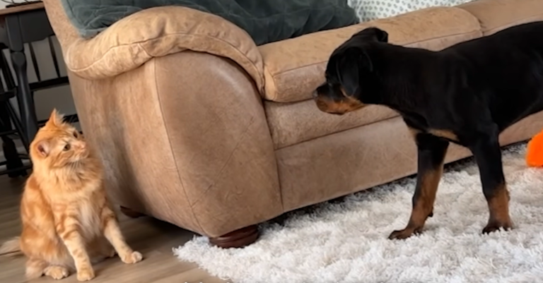 10-Pound Cat Pins Down 90-Pound Rottweiler Every Day Before Cuddling in Kennel
