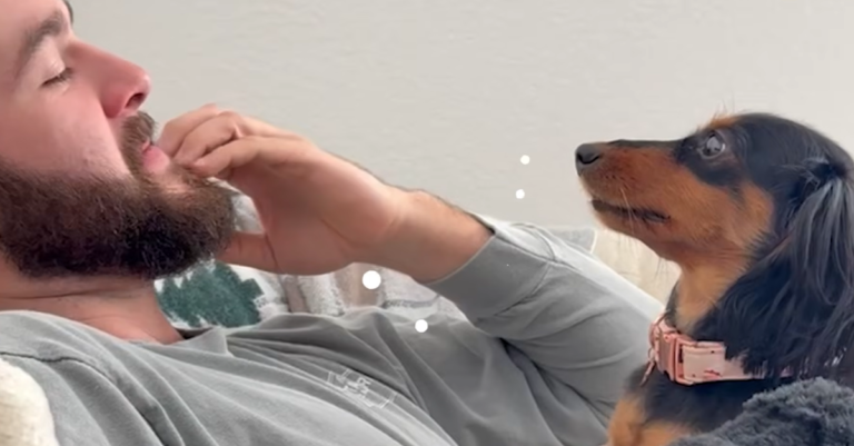 Dachshund’s Piercing Stare-Downs with Dad Spark Viral Sensation