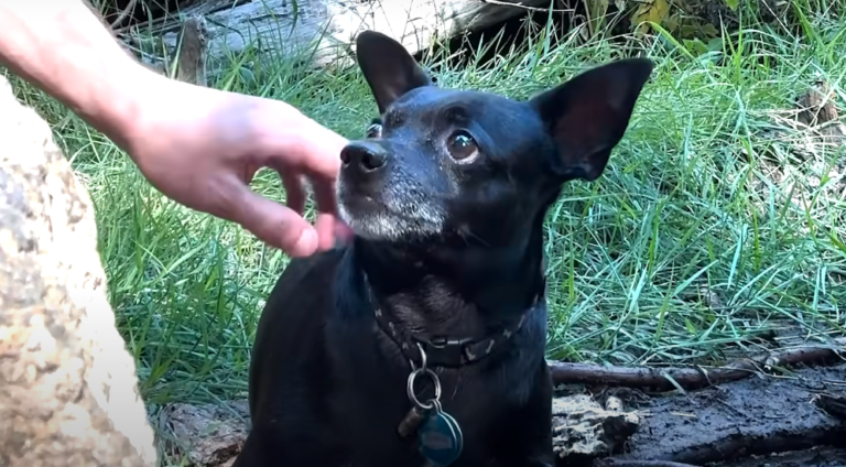 Hiker Finds Chihuahua Lost in Deep Woods And Gets Creative