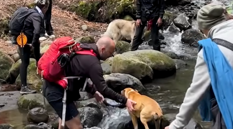Stray Boxer Follows Hikers in Hopes One Will take Her Home
