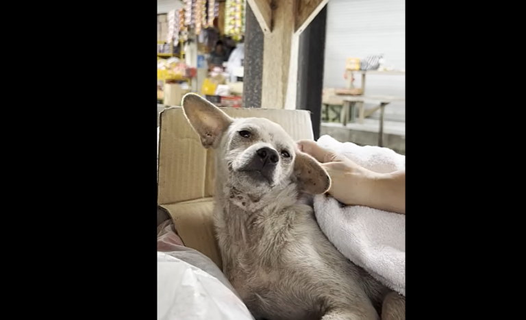 Dog Abandoned in Market Discovers His Forever Family After Daring Rescue