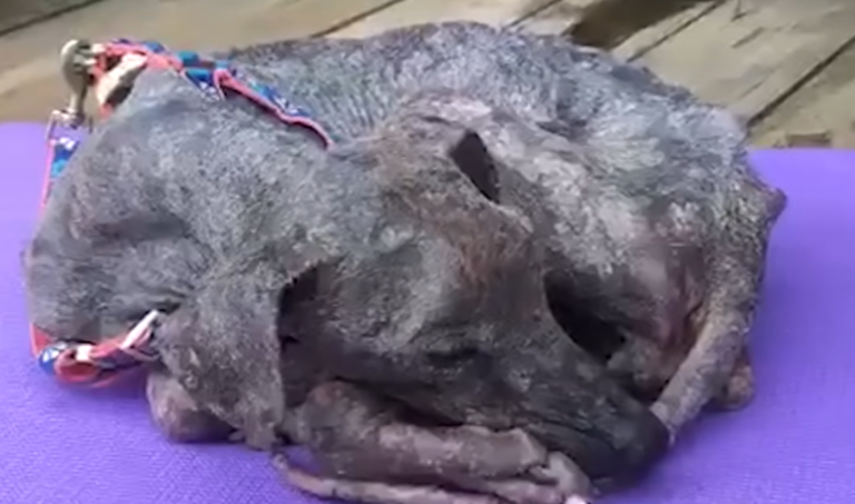 She Met a Dying Stray Dog on Vacation &mdash; And Never Lost Hope