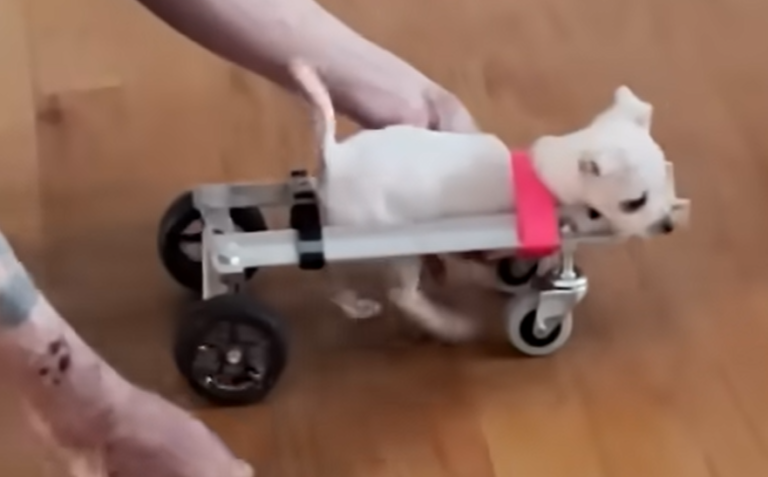 Dedicated Dad Builds Game-Changing Custom Cart for Puppy Roo Born Without Front Legs