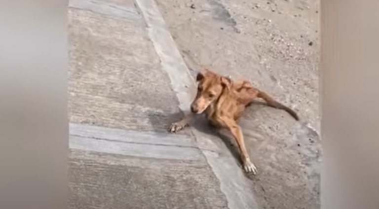 Stray Dog Collapsed in Hunger Stops Trembling As Soon as She Takes Her First Bite of Food