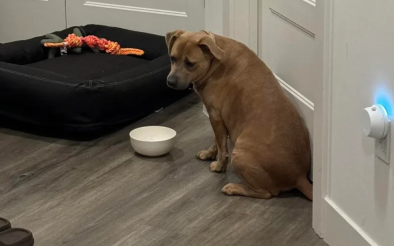 Photos of Rescue Dog’s First Night Home Versus 24 Hours Sparks Viral Sensation