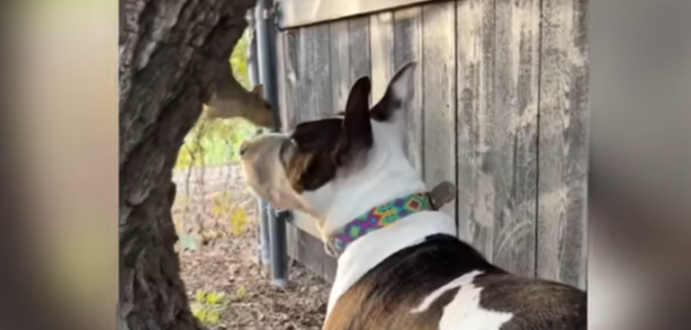 Dog Raises Orphan Squirrel And Now They’re the Best of Friends