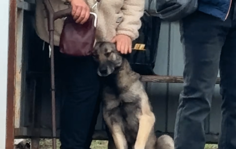 Homeless Dog Who Kept Asking Strangers For Pets Finds Endless Love, Joy and New Friends