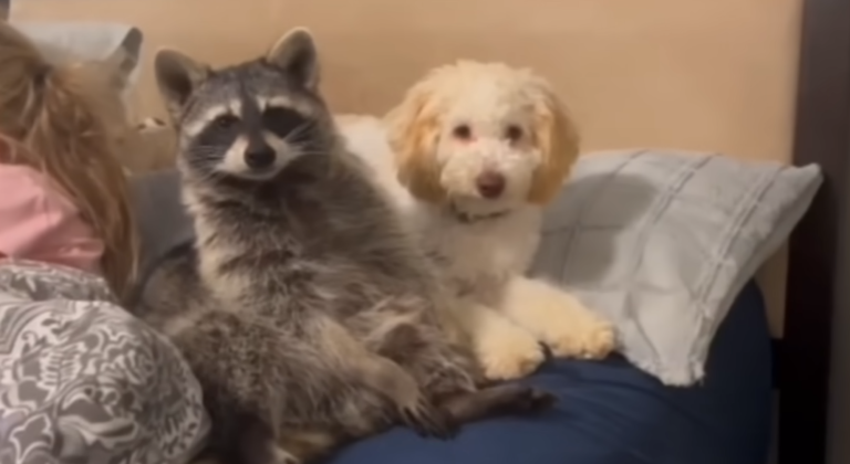 Puppy Helps Injured Raccoon Walk Again and Now They’re Inseparable