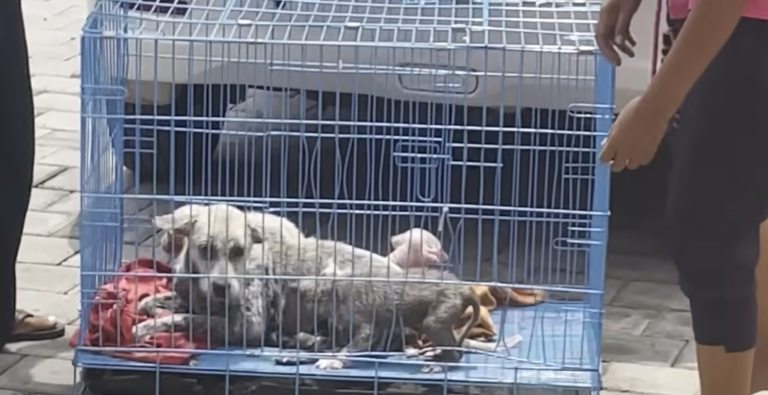 Scared Stray Beach Mama Transforms into Sweetest Cuddlebug After Daring Rescue