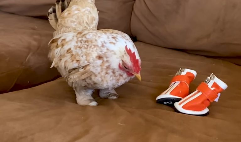 Rescue Chicken Chicken With Nubs For Feet Has Thirty Pairs Of Shoes
