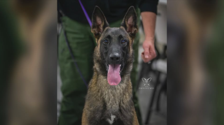 Belgian Malinois Rescued in Cruelty Case Becomes Craven County Sheriff’s Office Newest K-9 Recruit