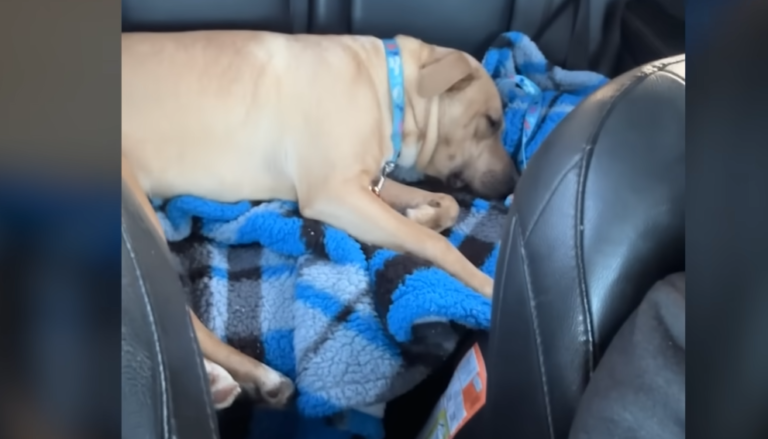 Couple Celebrates Valentine’s Day By Saving Two Dogs Listed For Euthanasia