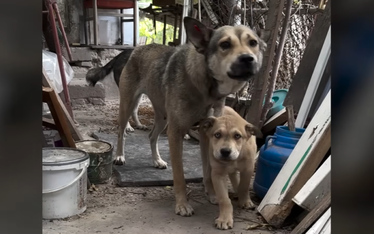Rescuers Reach Just In Time to Stop Man from Eating His Dog’s Puppies