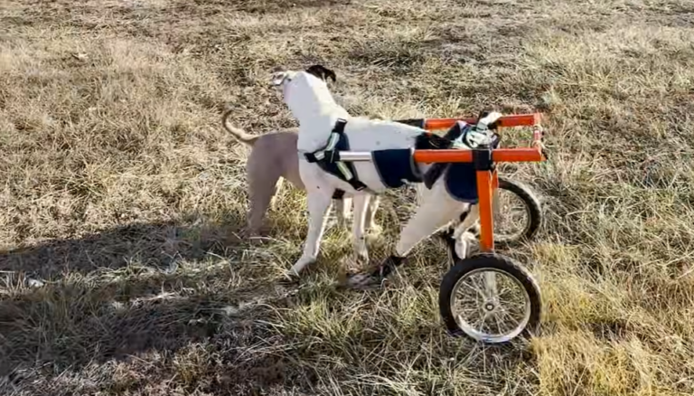 Woman Rescues Two-Legged Pittie And Changes Her Life