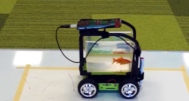 Goldfish Sets Guinness World Record by ‘Driving’ a Motion-Sensing Car More Than 40 Feet in 1 Minute.