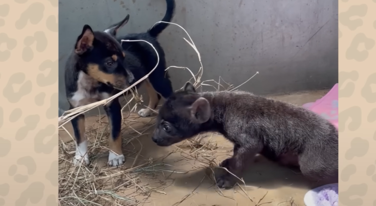 Orphaned Hyena Forges Unlikely Friendship with Rescue Puppy in Malawi Sanctuary