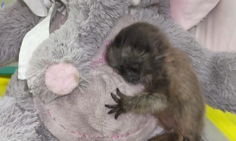 Colombian Sanctuary Offers Hope to Abandoned Baby Gray Titi Monkey with Surrogate Teddy Bear