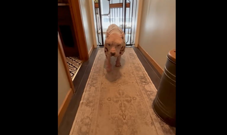Bald Pittie Is Rescued And Now He Looks Handsome in His New Jammies