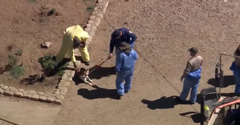 Lake Hughes Seizure of 316 Dogs and Cats is Largest  in County History