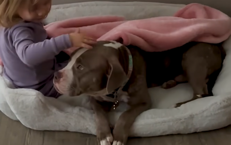 Freezing Pit Bull Thrown from Car Is The Gentlest Baby With Kids