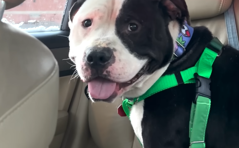 Chunky Pit Bull  Lights Up with Joy After Shelter Escape