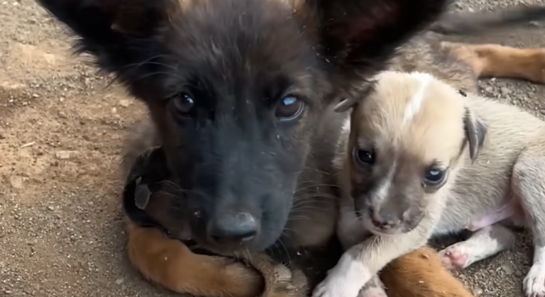 Tiny Puppy Refuses To Leave His Paralyzed Sister’s Side Till Both Get Rescued