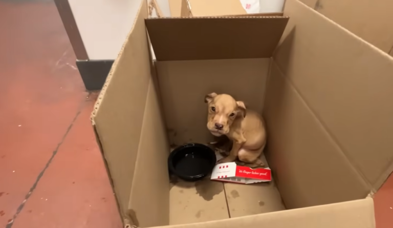 Puppy Abandoned in A Box At KFC Gets Lucky When a Couple Takes Him Home