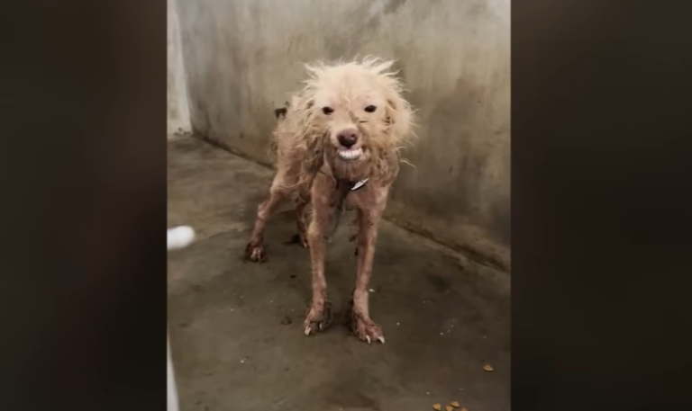 Scraggly Shelter Dog Gives His Best Smile Hoping Someone Will Adopt Him