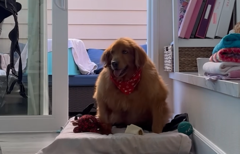 Obese Golden Retriever In California Can Finally Do Zoomies
