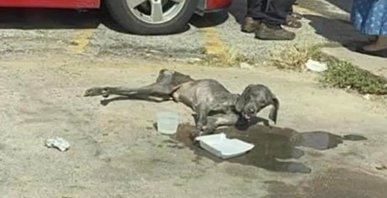 Guarding an Empty Bowl For Weeks, Stray Dog’s Reaction to A Meal is Heartbreaking