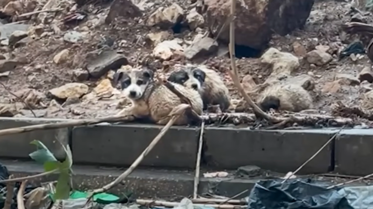Rescue of Abandoned Puppies From Landfill Inspires Cleanup Movement