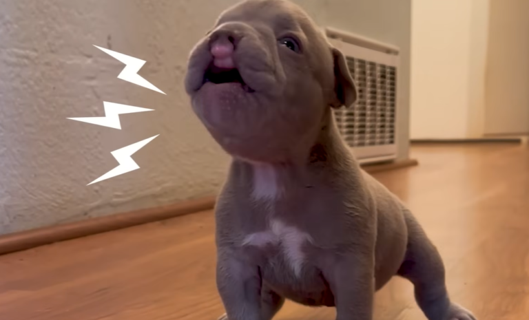 Tiny Cleftie Puppy Rules the Roost with His Big Pit Bull Brothers