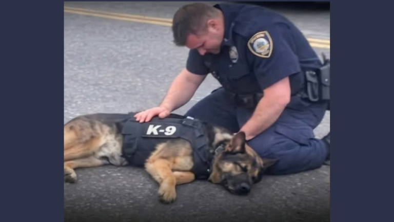 California Veteran K-9 Killed Shielding Handler Just Hours Before Scheduled Retirement